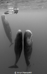 awakening (taken under permit) by Arun Madisetti 